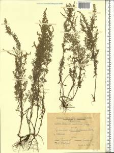 Artemisia austriaca Jacq., Eastern Europe, South Ukrainian region (E12) (Ukraine)