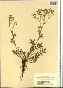 Potentilla tanacetifolia Willd. ex D. F. K. Schltdl., Siberia, Altai & Sayany Mountains (S2) (Russia)