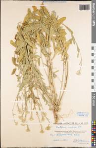 Berteroa incana (L.) DC., Eastern Europe, North Ukrainian region (E11) (Ukraine)