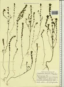 Euphrasia ×vernalis List, Eastern Europe, Northern region (E1) (Russia)