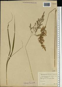 Calamagrostis canescens (Weber) Roth, Eastern Europe, Moscow region (E4a) (Russia)