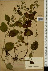 Clinopodium grandiflorum (L.) Kuntze, Caucasus, Krasnodar Krai & Adygea (K1a) (Russia)