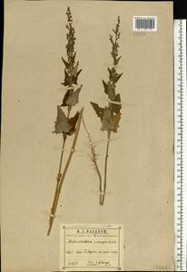 Atriplex sagittata Borkh., Eastern Europe, Central region (E4) (Russia)