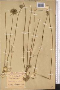 Allium delicatulum Siev. ex Schult. & Schult.f., Middle Asia, Northern & Central Kazakhstan (M10) (Kazakhstan)