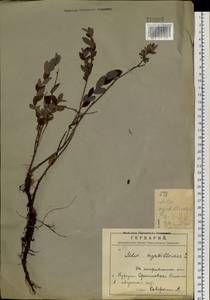 Salix myrtilloides L., Siberia, Russian Far East (S6) (Russia)