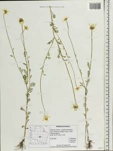 Anthemis arvensis L., Eastern Europe, North-Western region (E2) (Russia)