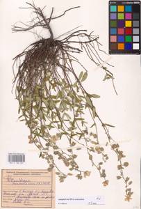 Helianthemum nummularium (L.) Mill., Eastern Europe, Middle Volga region (E8) (Russia)