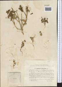Zygophyllum lehmannianum Bunge, Middle Asia, Syr-Darian deserts & Kyzylkum (M7) (Uzbekistan)