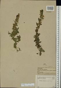 Ononis arvensis L., Eastern Europe, Central forest-and-steppe region (E6) (Russia)