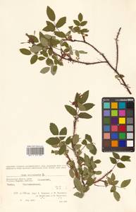 Rosa acicularis Lindl., Siberia, Chukotka & Kamchatka (S7) (Russia)