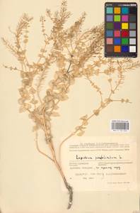 Lepidium perfoliatum L., Eastern Europe, South Ukrainian region (E12) (Ukraine)