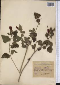 Malvaceae, America (AMER) (Mexico)