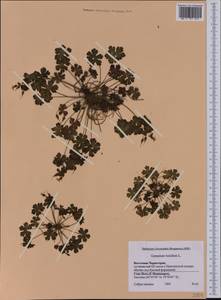 Geranium lucidum L., Western Europe (EUR) (Montenegro)
