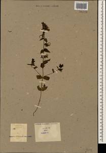 Rhynchocorys orientalis (L.) Benth., Caucasus (no precise locality) (K0)