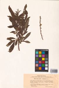 Salix aurita × viminalis, Eastern Europe, North-Western region (E2) (Russia)