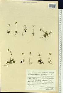 Chrysosplenium alternifolium L., Siberia, Central Siberia (S3) (Russia)