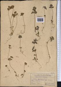 Lamium amplexicaule L., Middle Asia, Western Tian Shan & Karatau (M3) (Kazakhstan)