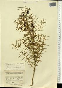Alhagi pseudalhagi subsp. persarum (Boiss. & Buhse) Takht., South Asia, South Asia (Asia outside ex-Soviet states and Mongolia) (ASIA) (Afghanistan)