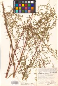 Artemisia scoparia Waldst. & Kit., Eastern Europe, Lower Volga region (E9) (Russia)