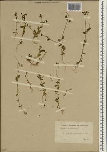 Campanula erinus L., South Asia, South Asia (Asia outside ex-Soviet states and Mongolia) (ASIA) (Turkey)