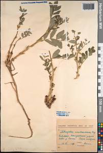 Astragalus mongholicus Bunge, Siberia, Baikal & Transbaikal region (S4) (Russia)