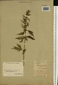 Leonurus glaucescens Bunge, Middle Asia, Caspian Ustyurt & Northern Aralia (M8) (Kazakhstan)