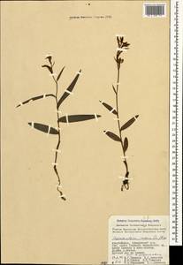 Cephalanthera rubra (L.) Rich., Caucasus, Azerbaijan (K6) (Azerbaijan)