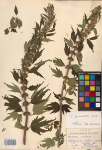 MHA 0 154 676, Leonurus quinquelobatus Gilib., Eastern Europe, West Ukrainian region (E13) (Ukraine)
