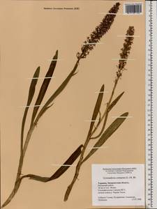 Gymnadenia conopsea (L.) R.Br., Eastern Europe, West Ukrainian region (E13) (Ukraine)