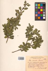 Ilex crenata Thunb., Siberia, Russian Far East (S6) (Russia)