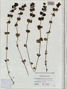 Glechoma hederacea L., Siberia, Baikal & Transbaikal region (S4) (Russia)