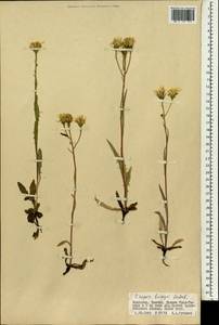 Crepis bungei Ledeb. ex DC., Mongolia (MONG) (Mongolia)