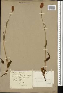 Bistorta carnea (K. Koch) Kom., Caucasus, Georgia (K4) (Georgia)
