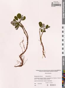 Salix reticulata L., Siberia, Chukotka & Kamchatka (S7) (Russia)