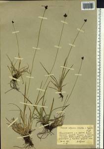 Carex norvegica Retz. , nom. cons., Siberia, Yakutia (S5) (Russia)