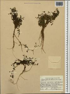 Gypsophila silenoides Rupr., Caucasus, Turkish Caucasus (NE Turkey) (K7) (Turkey)