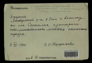 Dicranum, Bryophytes, Bryophytes - Yakutia (B19) (Russia)
