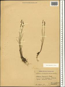 Poa caucasica Trin., Caucasus, Stavropol Krai, Karachay-Cherkessia & Kabardino-Balkaria (K1b) (Russia)