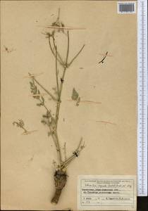 Schrenkia vaginata (Ledeb.) Fisch. & C.A.Mey., Middle Asia, Northern & Central Tian Shan (M4) (Kazakhstan)