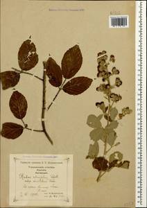 Rubus sanctus Schreb., Caucasus, Georgia (K4) (Georgia)