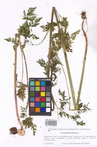 Chaerophyllum bulbosum L., Eastern Europe, Moscow region (E4a) (Russia)