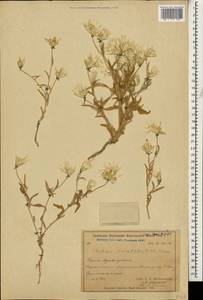 Chardinia orientalis (L.) Kuntze, Caucasus, Turkish Caucasus (NE Turkey) (K7) (Turkey)