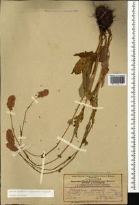 Bistorta carnea (K. Koch) Kom., Caucasus, Azerbaijan (K6) (Azerbaijan)