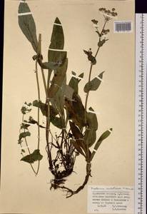 Bupleurum sachalinense F.Schmidt, Siberia, Russian Far East (S6) (Russia)