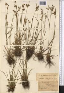 Luzula multiflora (Ehrh.) Lej., Middle Asia, Northern & Central Tian Shan (M4) (Kazakhstan)