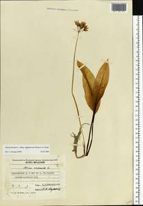 Allium ursinum L., Eastern Europe, Moldova (E13a) (Moldova)