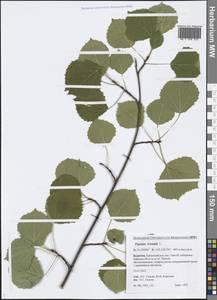 Populus tremula L., Siberia, Baikal & Transbaikal region (S4) (Russia)