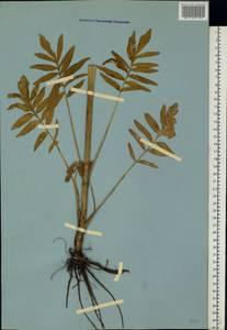 Valeriana pratensis subsp. angustifolia (Soó) Kirschner, Buttler & Hand, Eastern Europe, North Ukrainian region (E11) (Ukraine)