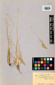 Poa angustifolia L., Siberia, Baikal & Transbaikal region (S4) (Russia)