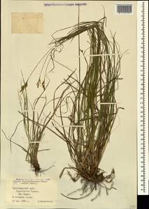 Carex depressa subsp. transsilvanica (Schur) K.Richt., Caucasus, Black Sea Shore (from Novorossiysk to Adler) (K3) (Russia)